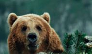The Bear (1988) | Image Source: TriStar Pictures